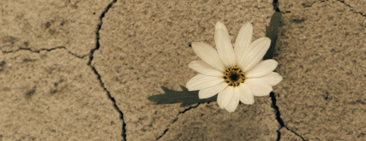 Poetry in Dangerous Times: From Witness to Resistance with Demetria Martinez & Norma Cantú
